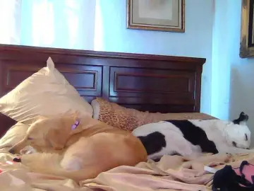 PaisleyDay  live sex cam