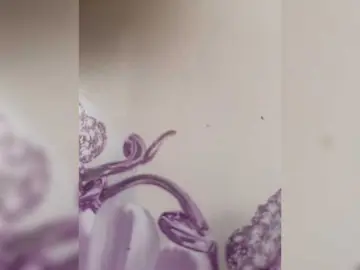 Nadezdaa  live sex cam