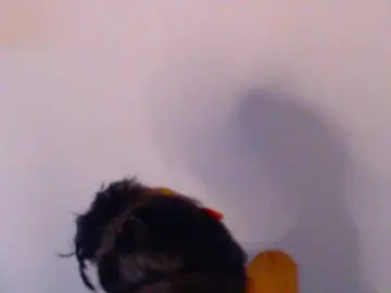 Meganmiauu  live sex cam
