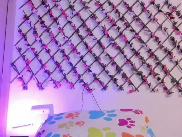 Naughtyebonyy  live sex cam