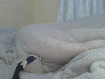 Shantell  live sex cam