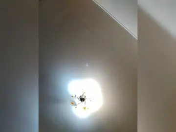 MilfaSguirt  live sex cam