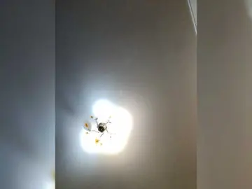 MilfaSguirt  live sex cam