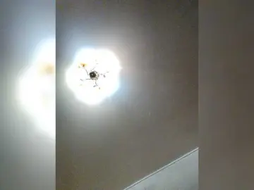 MilfaSguirt  live sex cam