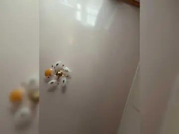 MilfaSguirt  live sex cam