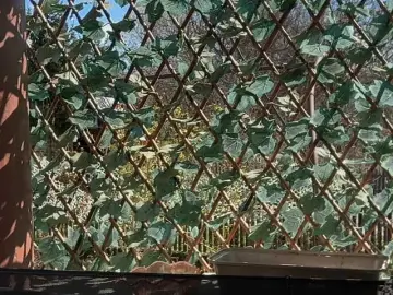 Karo131324  live sex cam