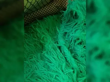 Suseennaa  live sex cam