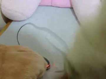 Cuteavril  live sex cam