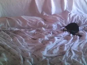 MiladyToyboy  live sex cam