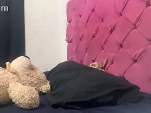 Sabidoteam  live sex cam