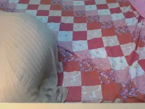 HeteToesh  live sex cam