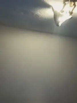 Fannycc  live sex cam