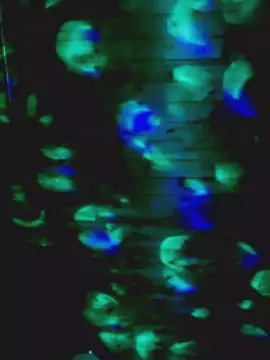 Kinkyshow  live sex cam