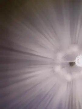 Denise46_xxx  live sex cam