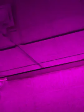 Breejadedream  live sex cam