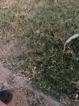 Caramelodelimon  live sex cam