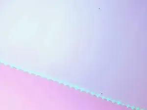 Taylor_leei  live sex cam