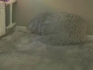 RettaMahall  live sex cam