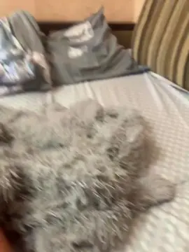 AngelinaKis  live sex cam