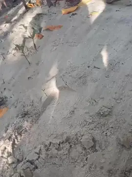 Casal0624  live sex cam