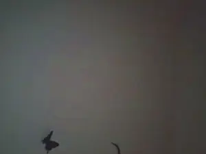 Latuadea2  live sex cam