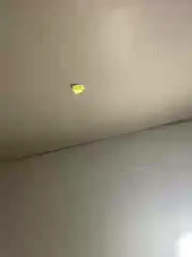 Tetonaswettie24  live sex cam