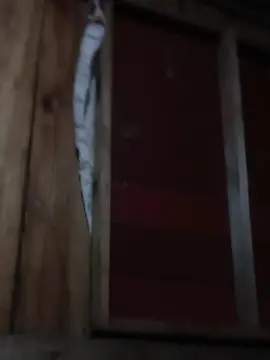 AmbarARG1  live sex cam