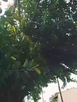 Nickcarro  live sex cam