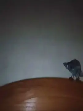 Tugata  live sex cam