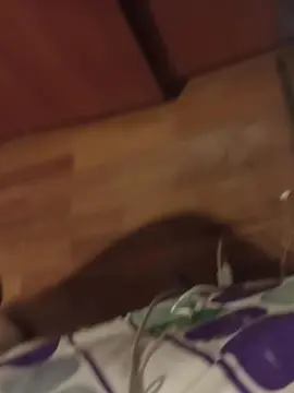 Mar26ab  live sex cam