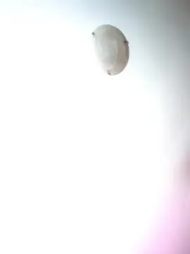 Bambolina52  live sex cam
