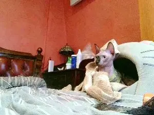 _Kamax69  live sex cam