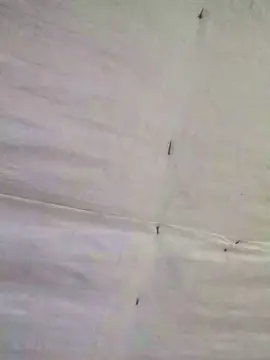 Woman37  live sex cam