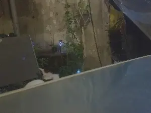Teamtouch  live sex cam
