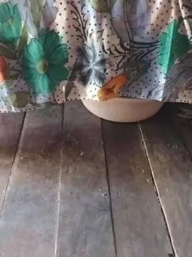 Elvine1  live sex cam