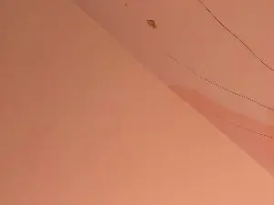 Niico_Robiin  live sex cam
