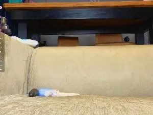 NormaKinnon  live sex cam