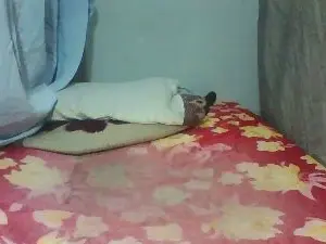 Joliebombe  live sex cam