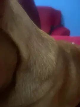 Pantera_Hotwife  live sex cam