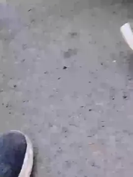 Scalareale66  live sex cam