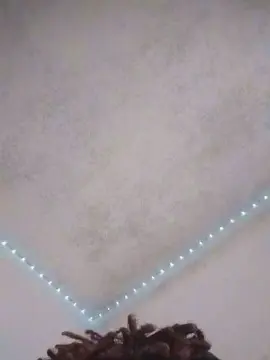 Seikad  live sex cam