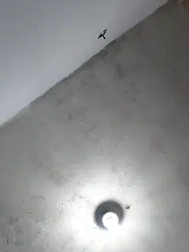 Joelmabatistad2  live sex cam