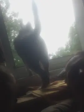 Hasipupp  live sex cam