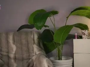NatoshaHoeser  live sex cam