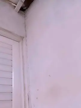 Rachelass1  live sex cam