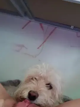 Anti_ps1  live sex cam