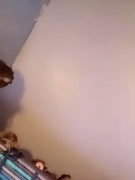 Dontbejelly2  live sex cam