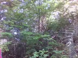 Sereyaencantada  live sex cam