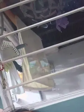 Vulma4  live sex cam