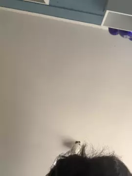 Laflacaesa69  live sex cam